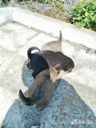 Щенки бесплатно