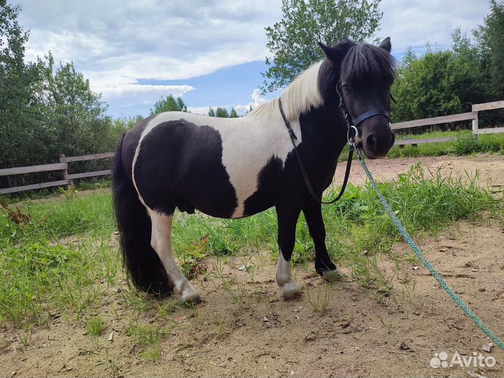 Продам пони