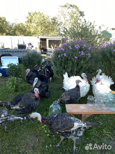 Индюки на племя белые широкогрудые