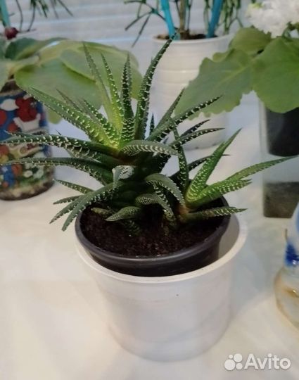 Хавортия полосатая