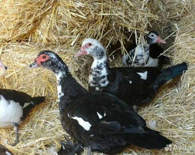 Индоутка мускусная утка