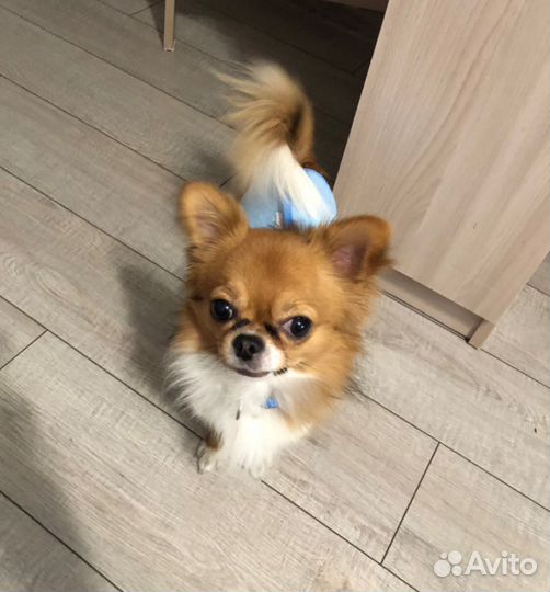 Передержка домашних животных