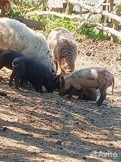 Венгерская мангалица