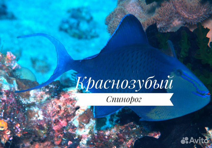 Краснозубый спинорог, S (морская рыбка в наличии)