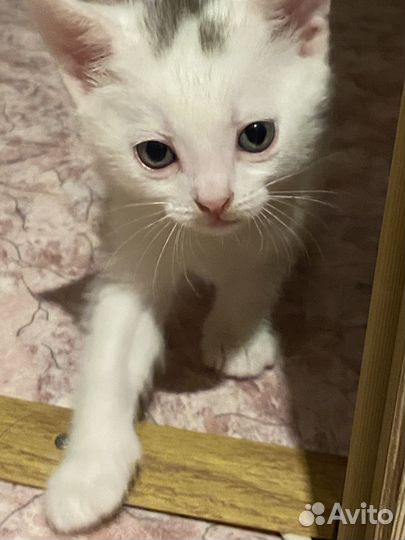 Котята в добрые руки даром