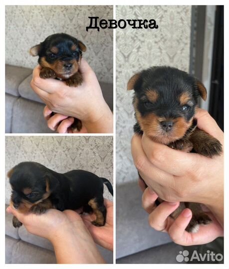 Йокширский терьер щенки