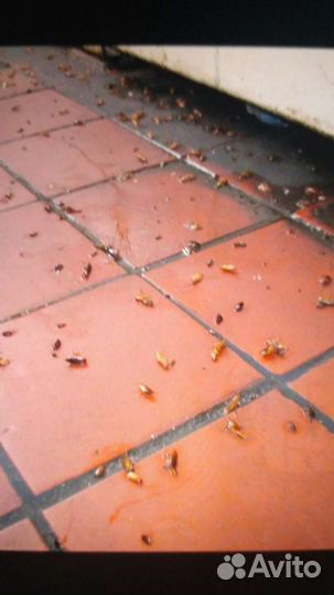 Уничтожение тараканов клопов муравьев дезинфекция