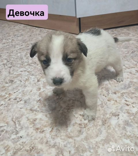 Щенки в добрые руки