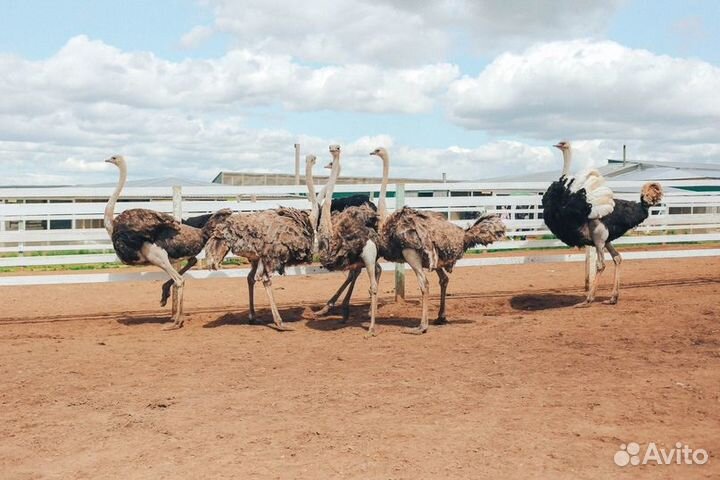 Шихан Торатау и страусиная ферма