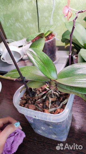 Орхидея фаленопсис