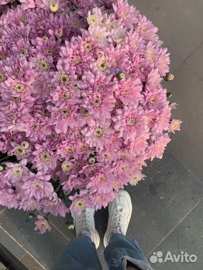 Розовая хризантема букет на 1 сентября