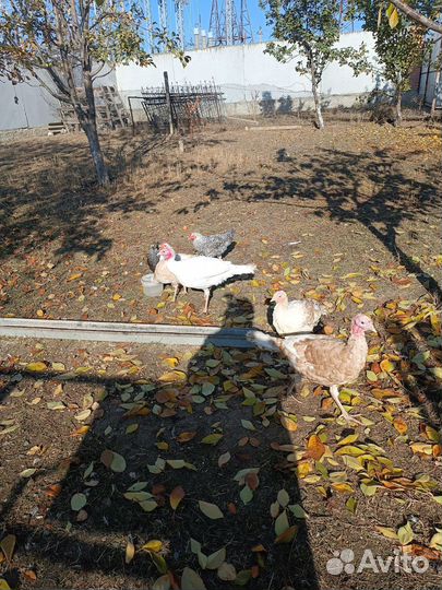 Индюшата и куры цыплята