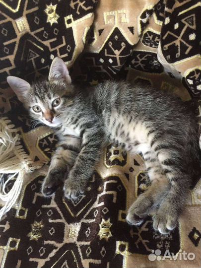 Кошки в добрые руки бесплатно