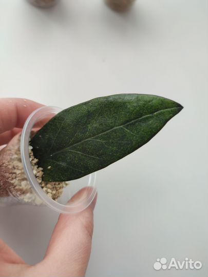 Замиокулькас супер нова