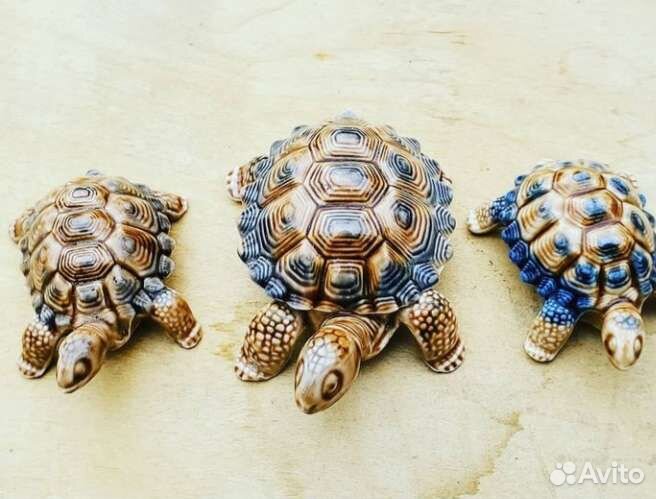 Набор черепах Англия