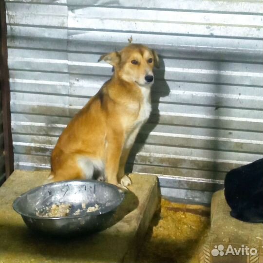 Собака в отлове