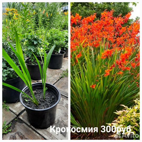 Крокосмия высота 70 см