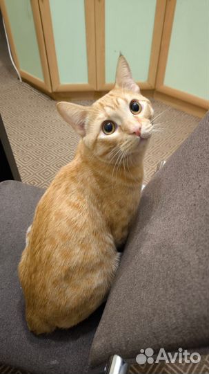 Отдам в добрые руки котика 6 мес