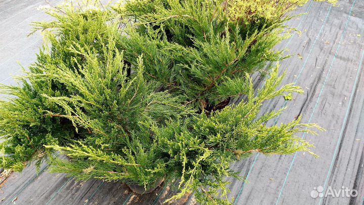 Можжевельник Минт Джулеп