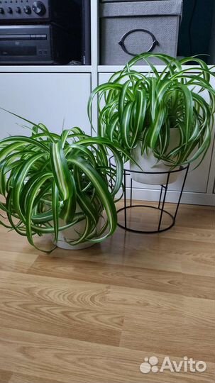 Хлорофитум кудрявый Бонни