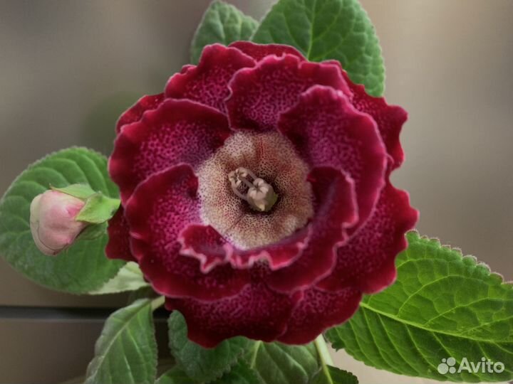 Глоксиния ен-Тома