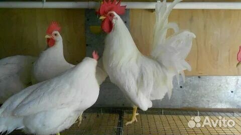 Цыплята несушки подрощенные