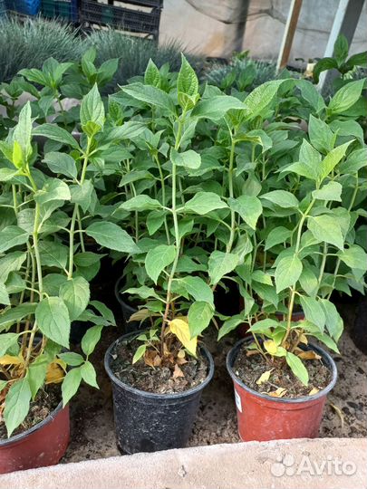 Гортензия метельчатая