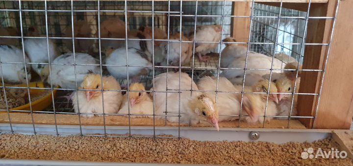 Перепела живые продажа