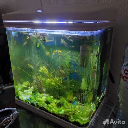 Аквариум