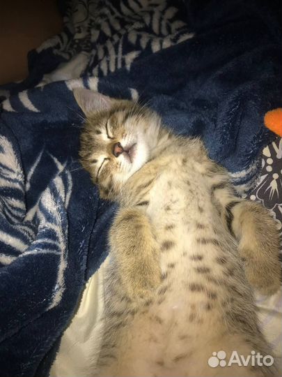 Котенок мальчик