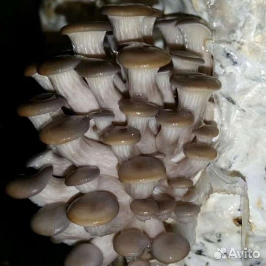 Готовые блоки вешенки