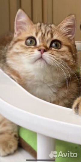 Породистые кошки в добрые реки