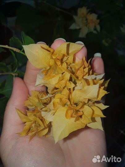 Бугенвиллии разные сорта