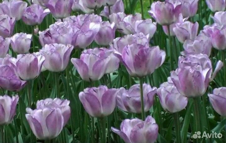 Тюльпаны к 8 марта оптом