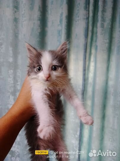 Котята