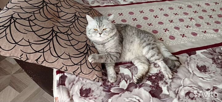 Шотландский котик Скоттиш Фолд вязка