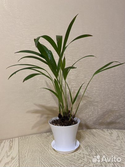 Пальма хризалидокарпус