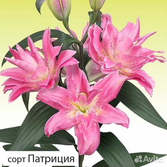 Лилии махровые - из питомника