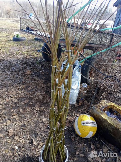 Плетеные деревья из ивы