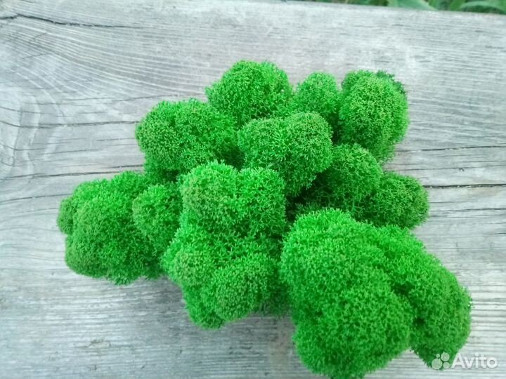 Стабилизированный мох в ассортименте