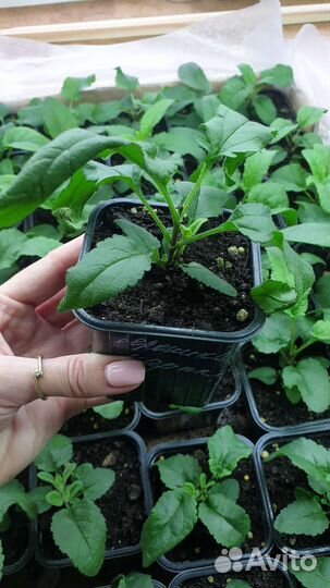 Вероника колосковая низкорослая