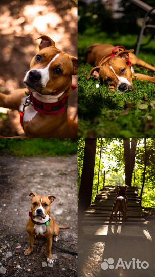 Фотограф, Подольск, Москва