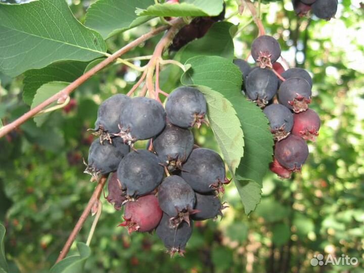 Саженцы ирга канадская Ламарка