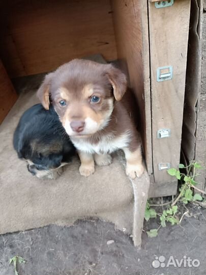 Щенок(две девочки) в добрые руки бесплатно