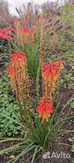 Кнефофия, пенисетум, гвоздика, сентябринки