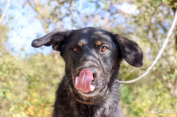 Собака в дар