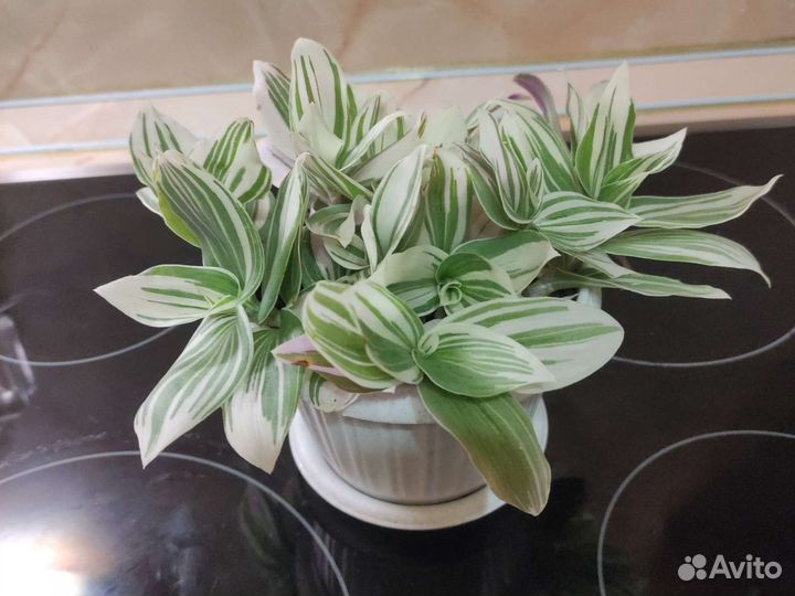 Традесканция пурпурная, рэо голд, сатира, зебрина