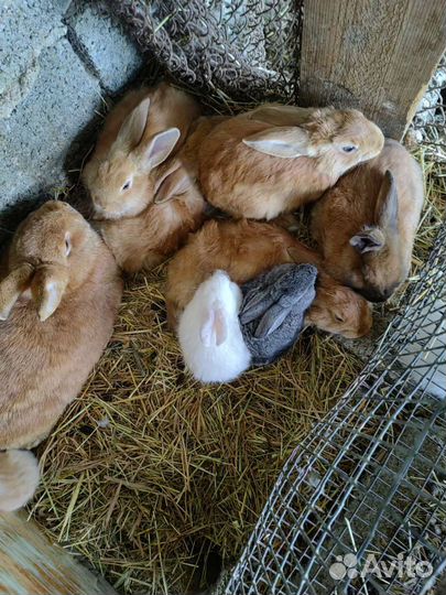 Кролики бургунские