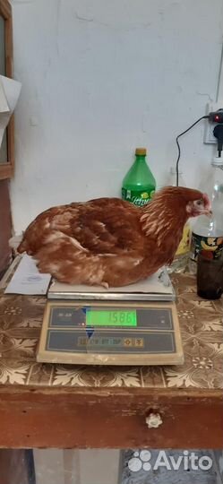 Куры молодки