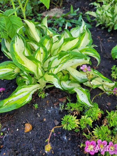 Многолетние цветы